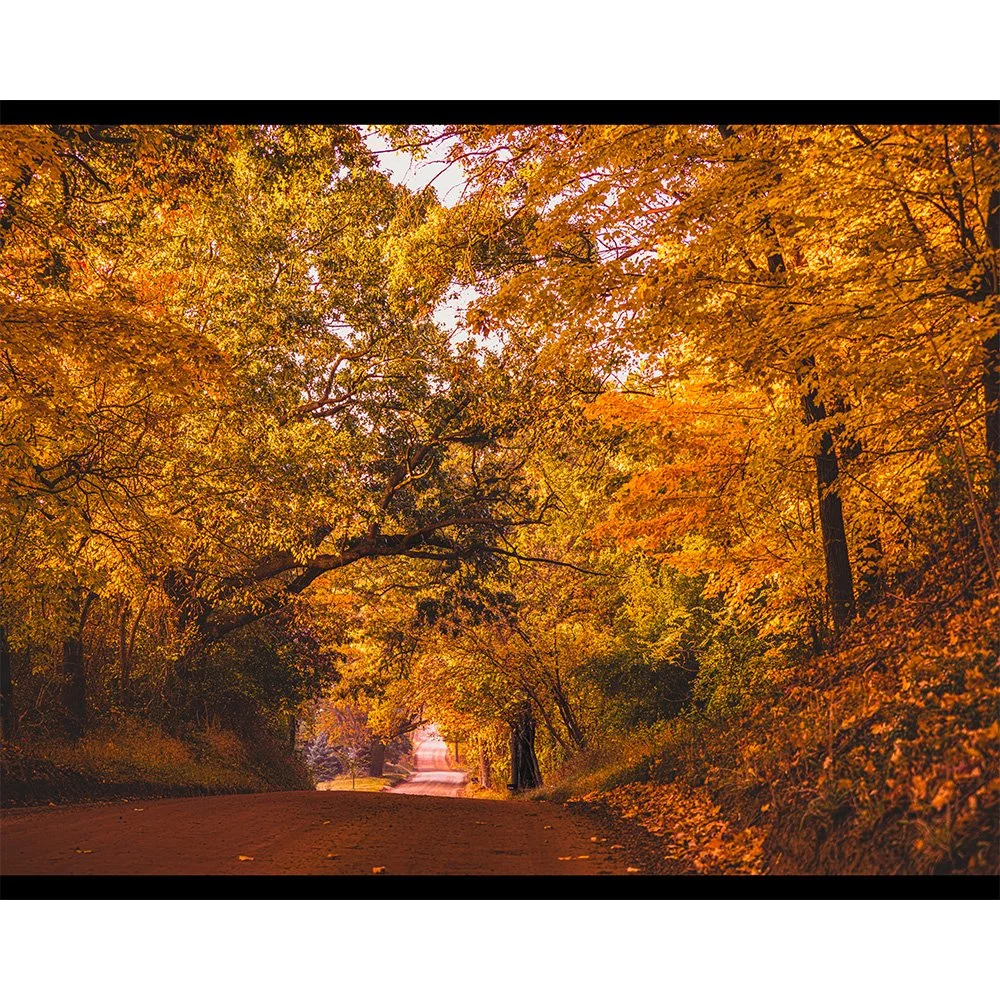 4x5 Canopy of Color.jpg