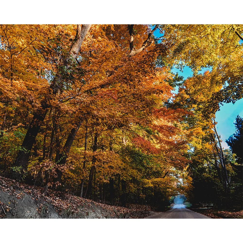 4x5 Vibrant Fall Color.jpg