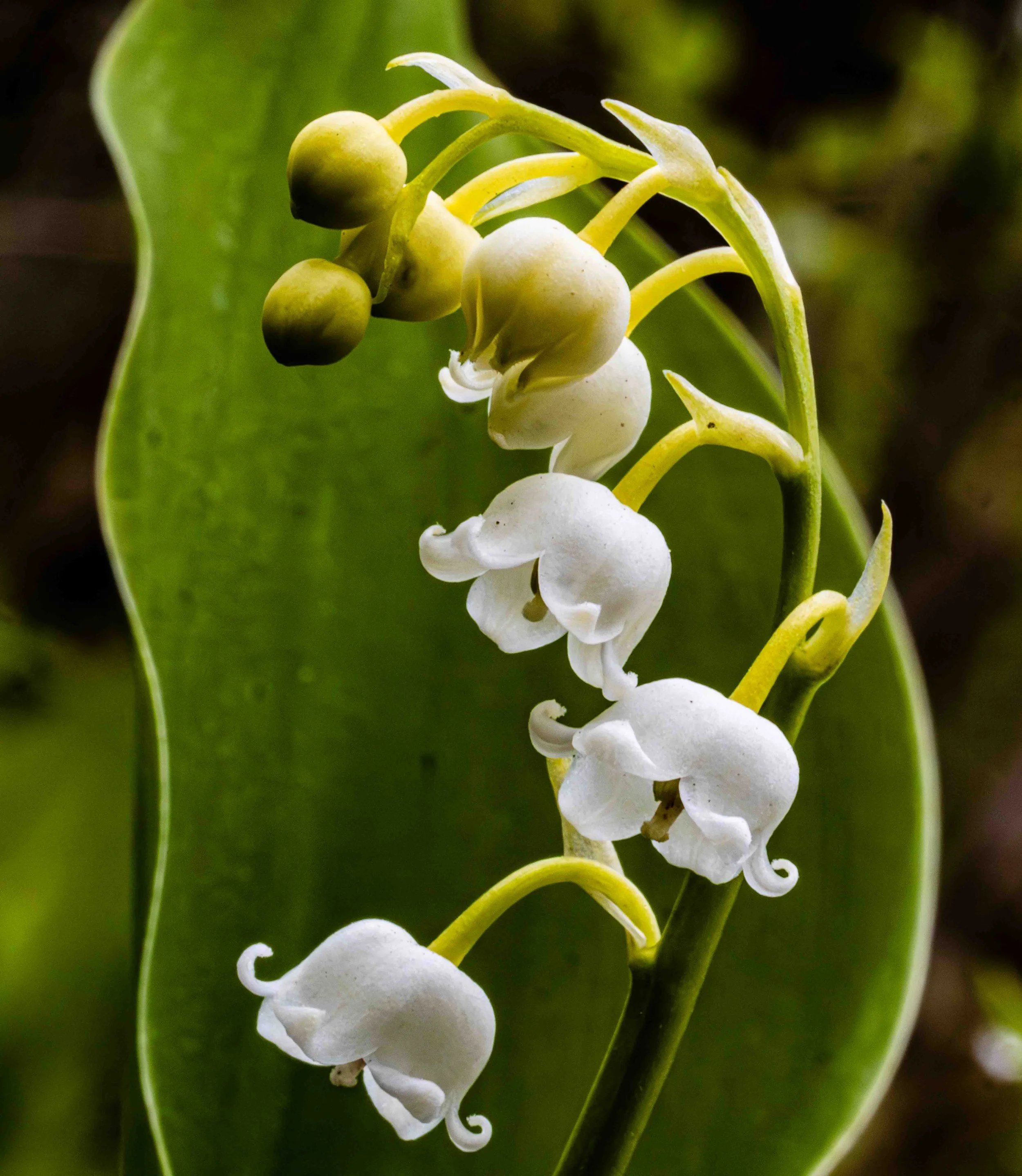 Lily of the Valley