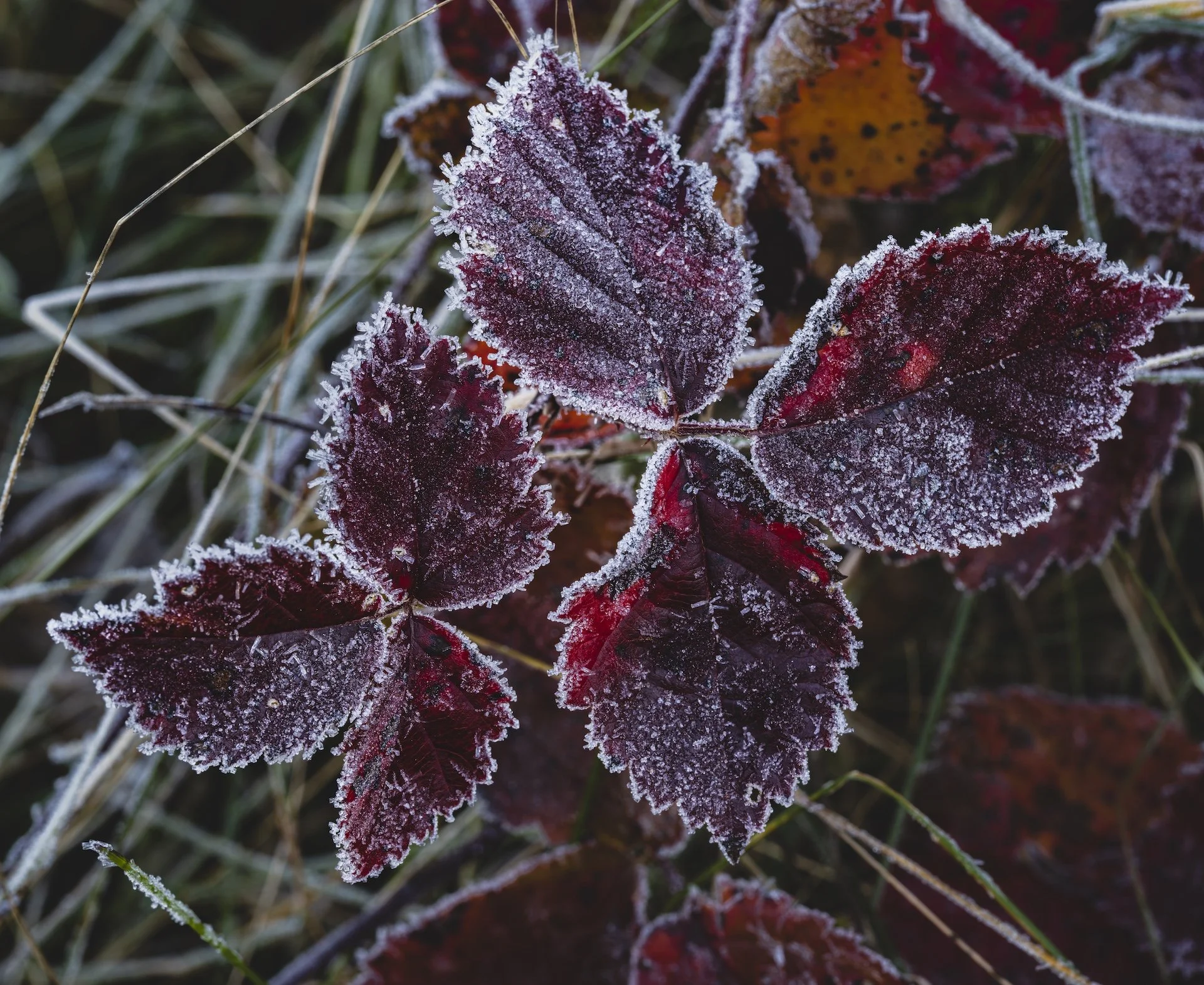 nordicbiker-square space.jpg-17.jpg