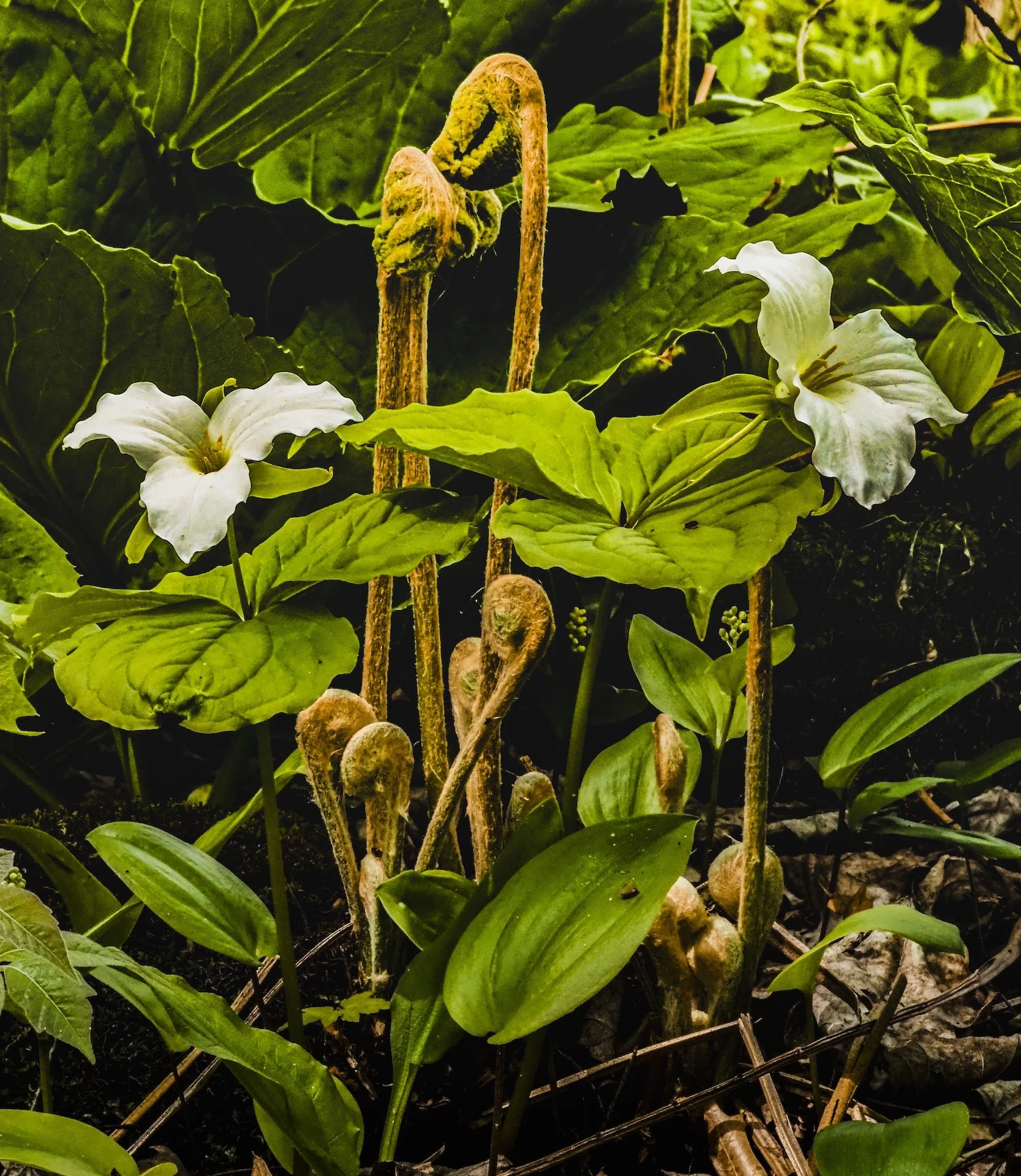 nordicbiker-square space.jpg-48.jpg