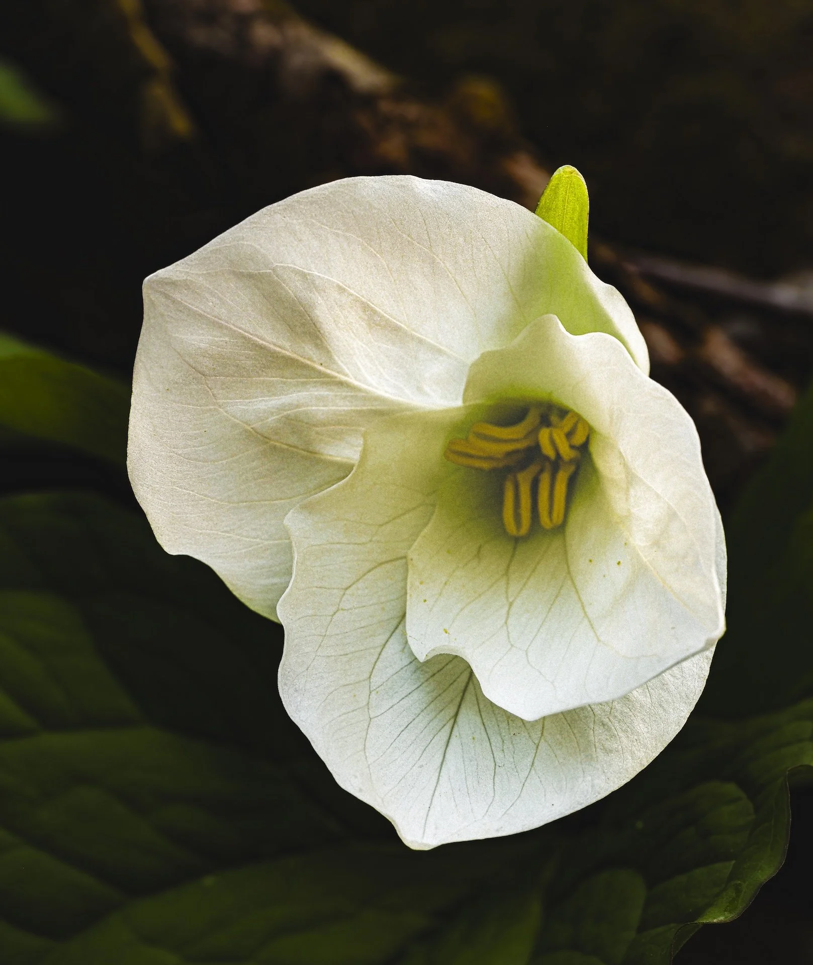 nordicbiker-square space.jpg-36.jpg