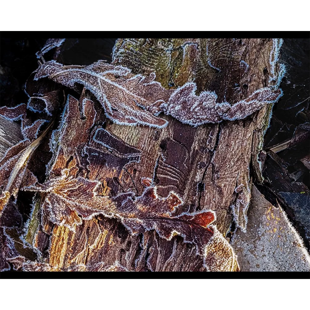 4x5 Morning Frost 1.jpg