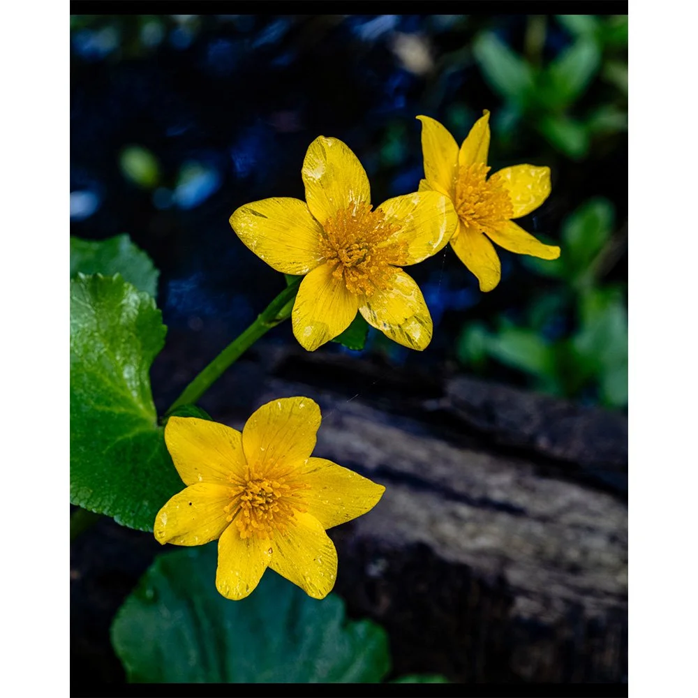 4x5 Right at Home - Swamp Buttercups.jpg