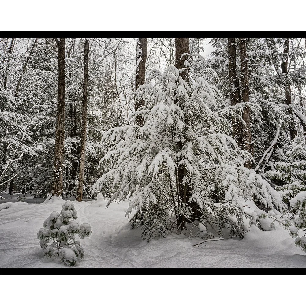 4x5 Snow Baby.jpg