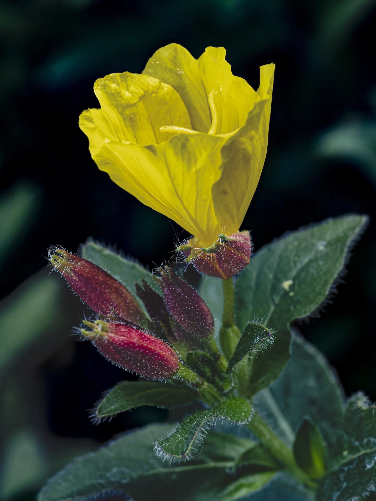 nordicbiker-square space.jpg-86.jpg