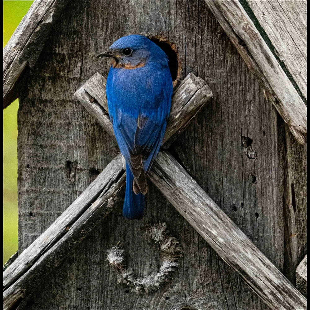 Bluebird Homestead