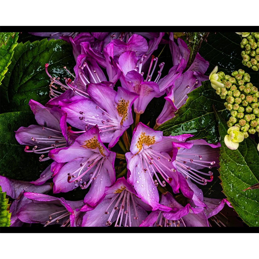 4x5 Rhododendron.jpg