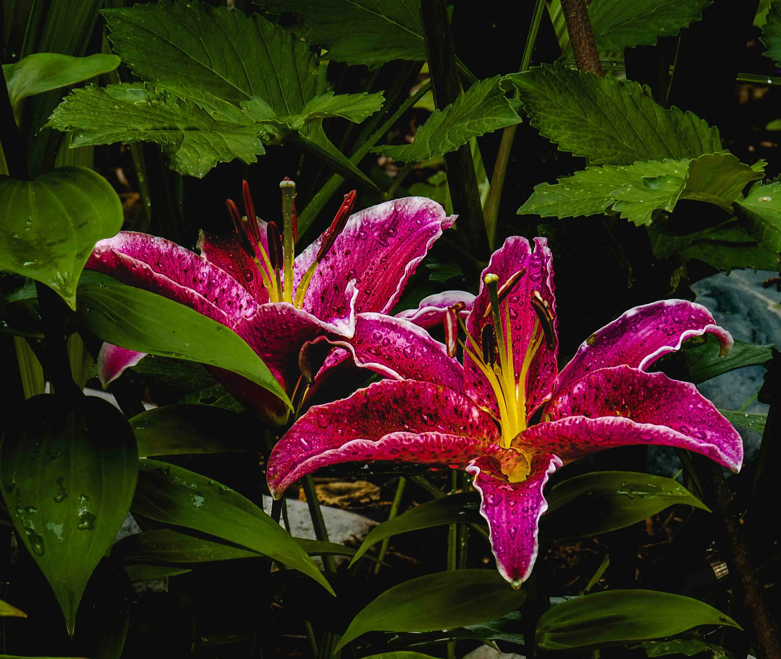 Pam's Lilies