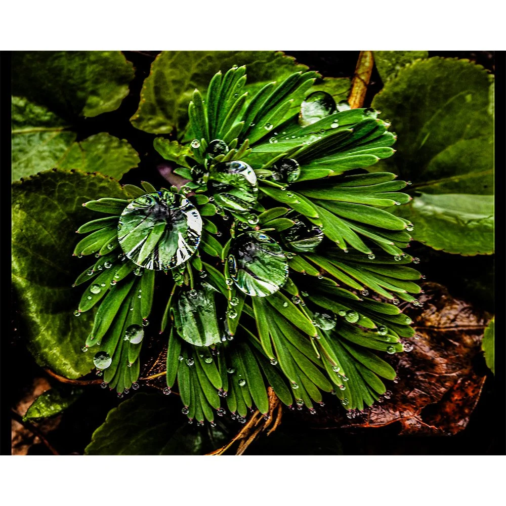 4x5 Water Droplets.jpg