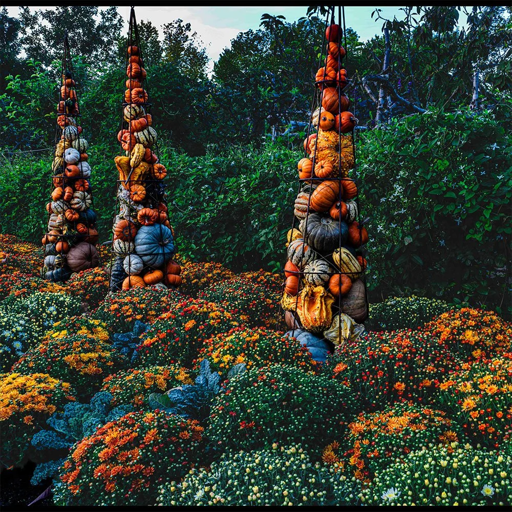 Web 1x1 Pumpkin Rockets.jpg
