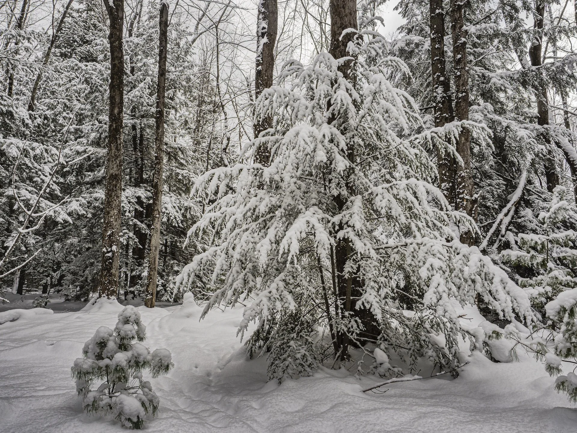 nordicbiker-square space.jpg-66.jpg