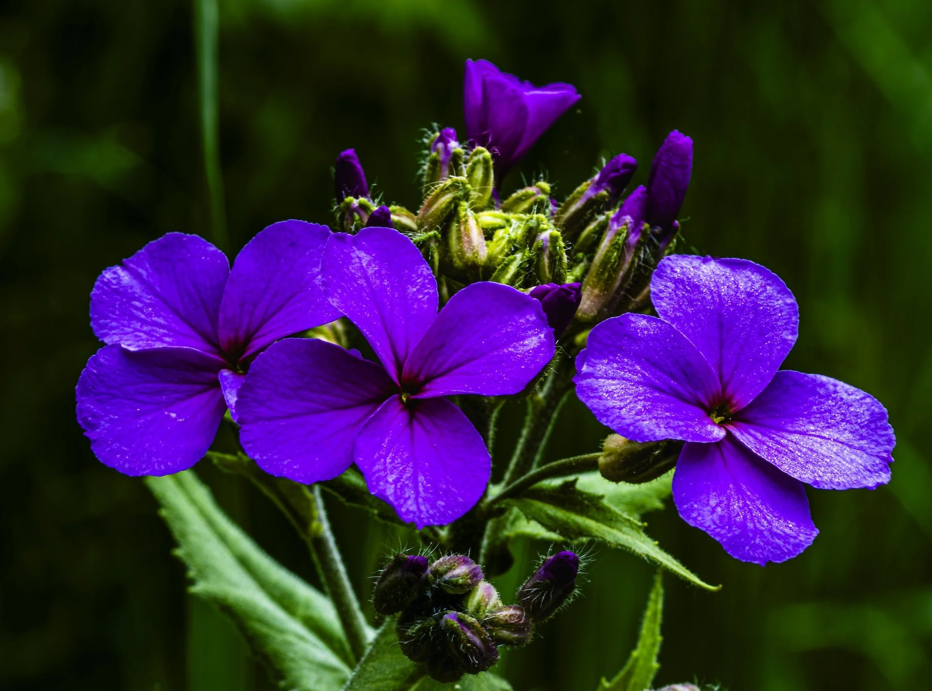 nordicbiker-square space.jpg-85.jpg