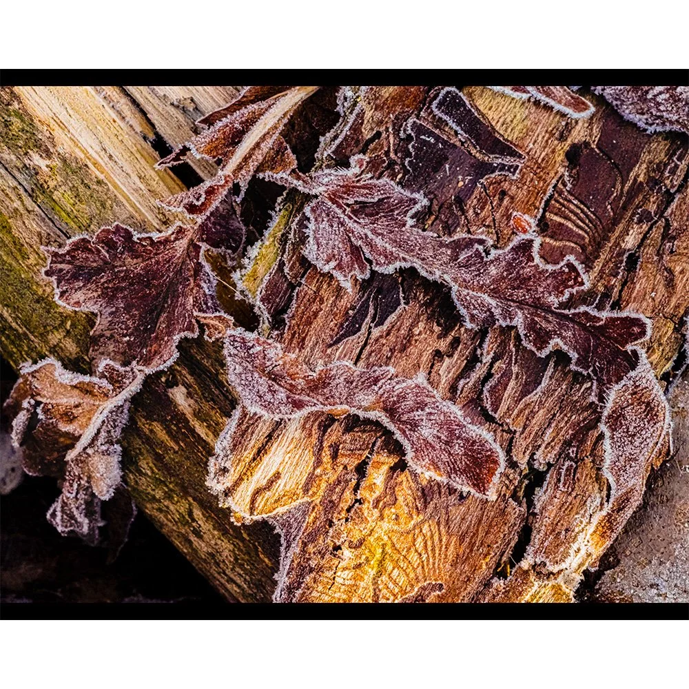 4x5 Morning Frost 2.jpg