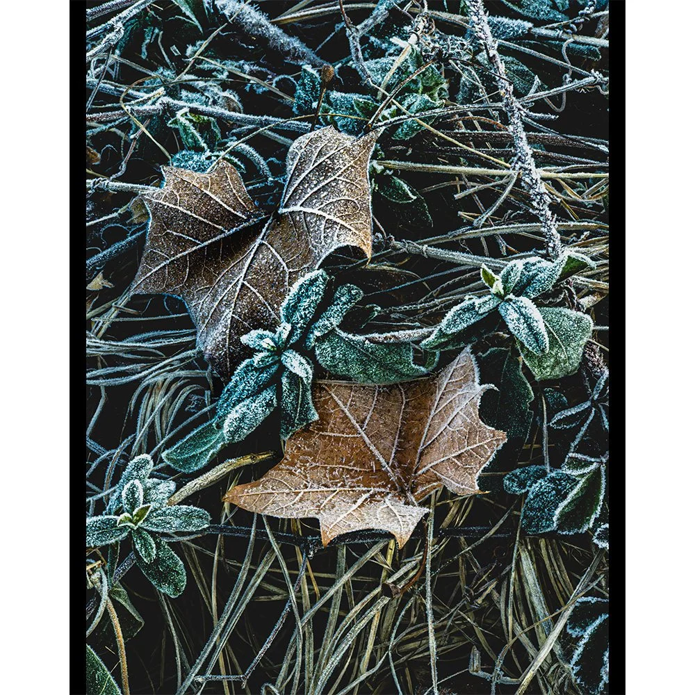 4x5 Frosty Leaves.jpg