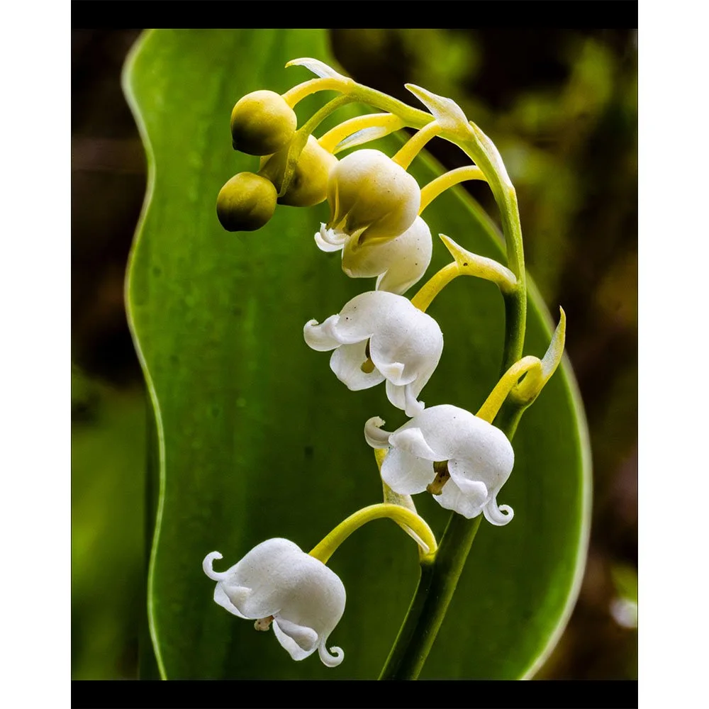 4x5 Lily of the Valley - Web.jpg