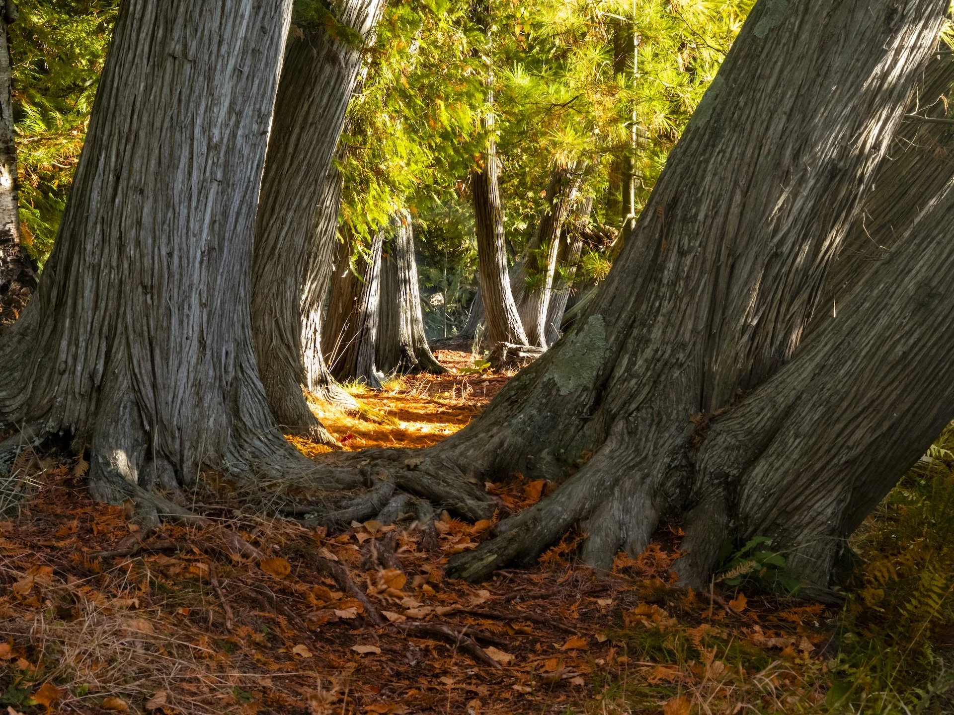 nordicbiker-square space.jpg-62.jpg