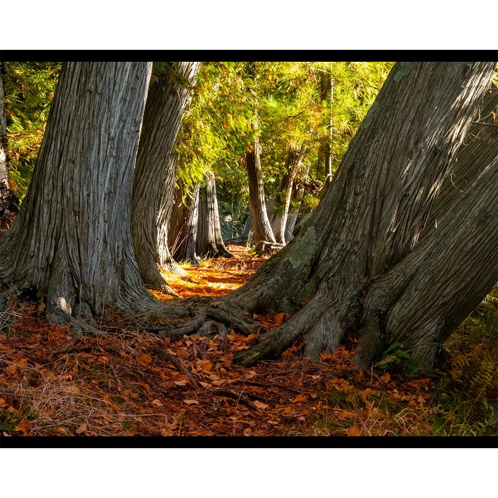 4x5 Leaning Cedars Path.jpg