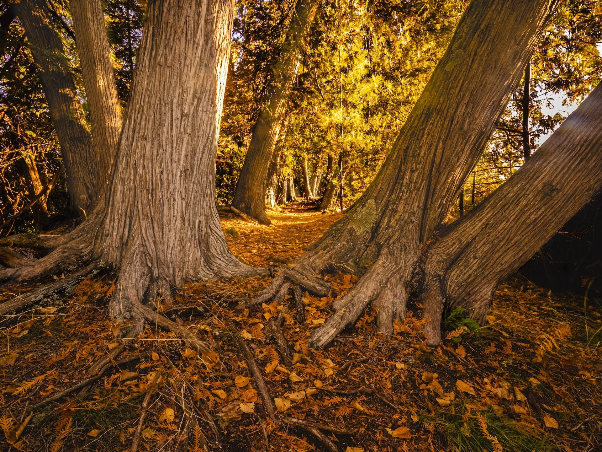 nordicbiker-square space.jpg-77.jpg