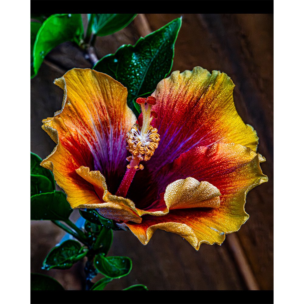 4x5 Hibiscus.jpg