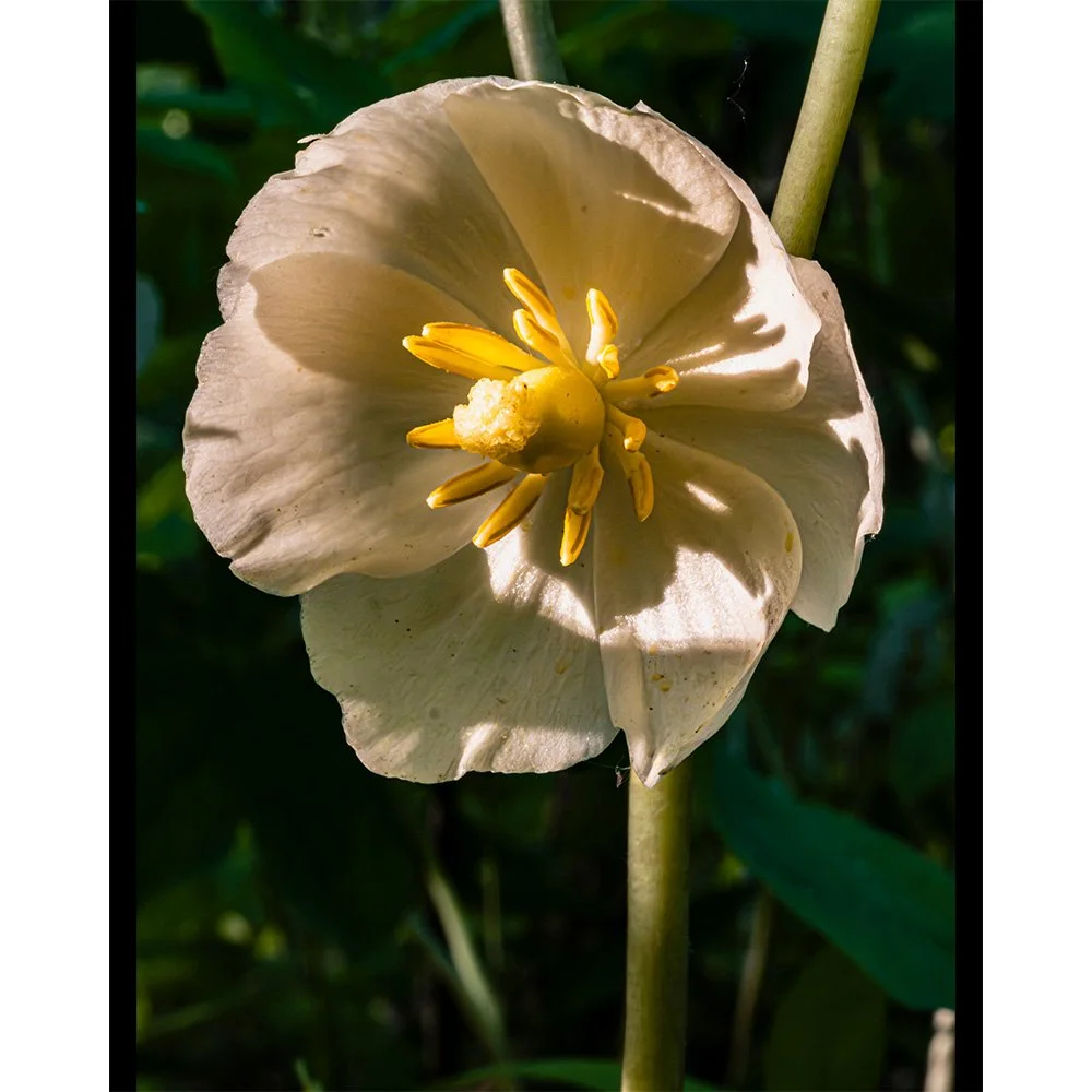 4x5 Mayapple in Shadows.jpg