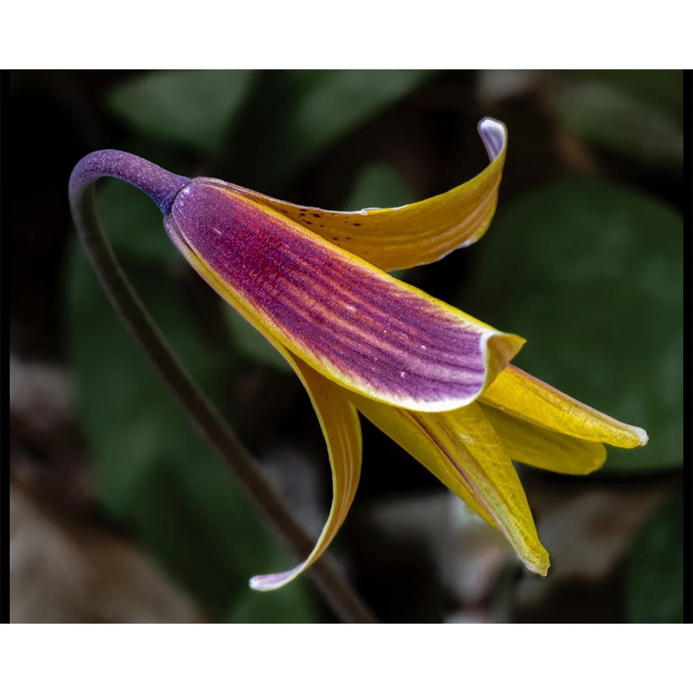 4x5 Yellow Trout Lilly.jpg
