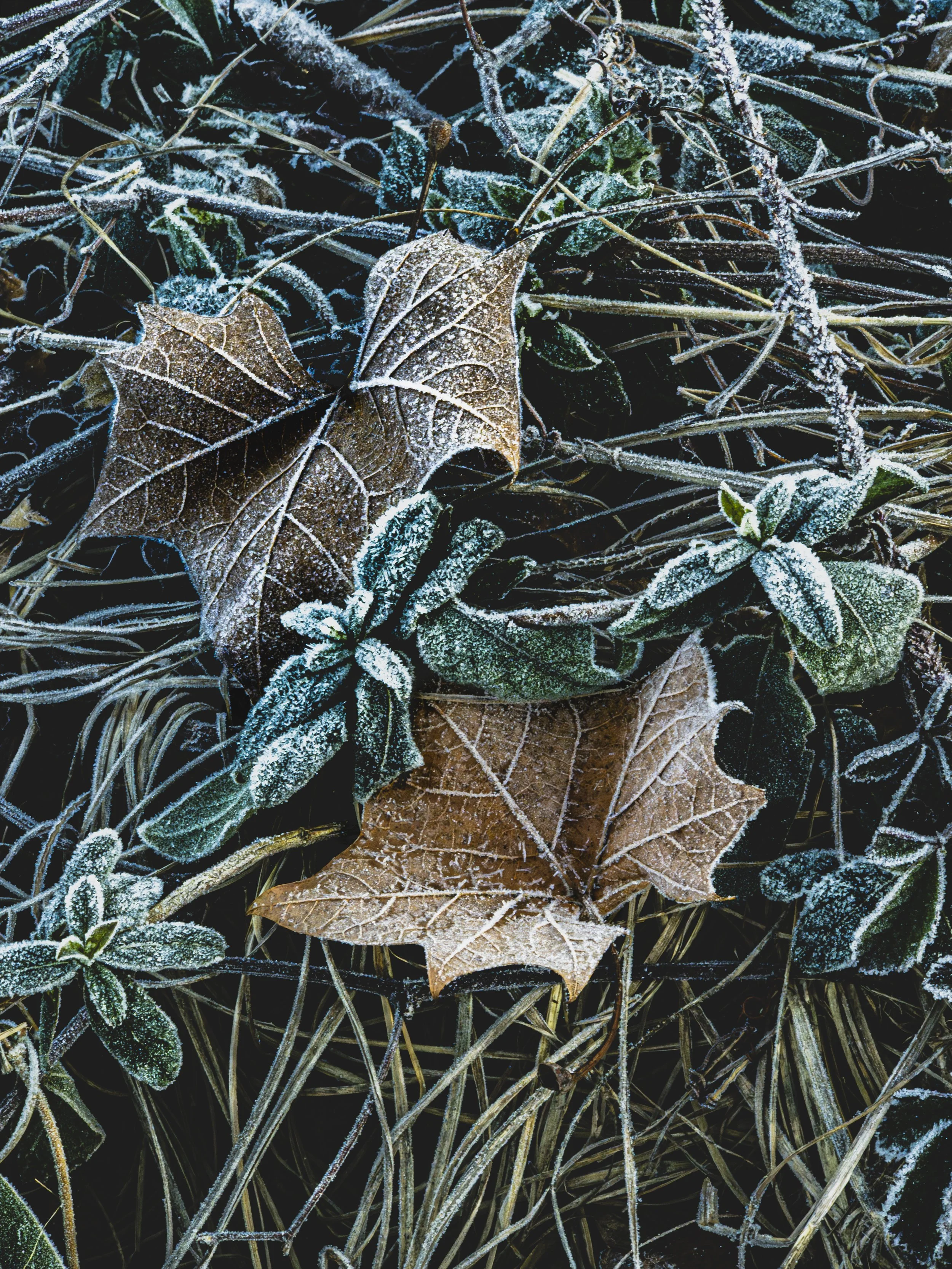 Fading Glory