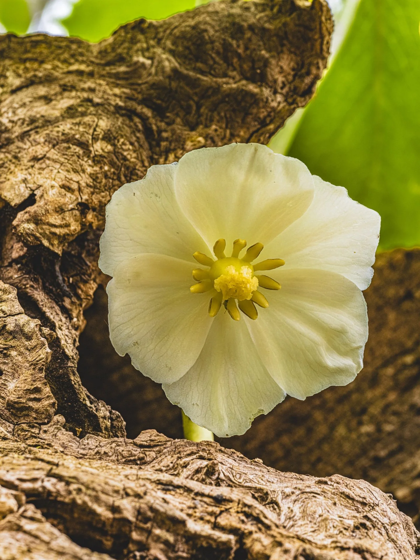 nordicbiker-square space.jpg-76.jpg