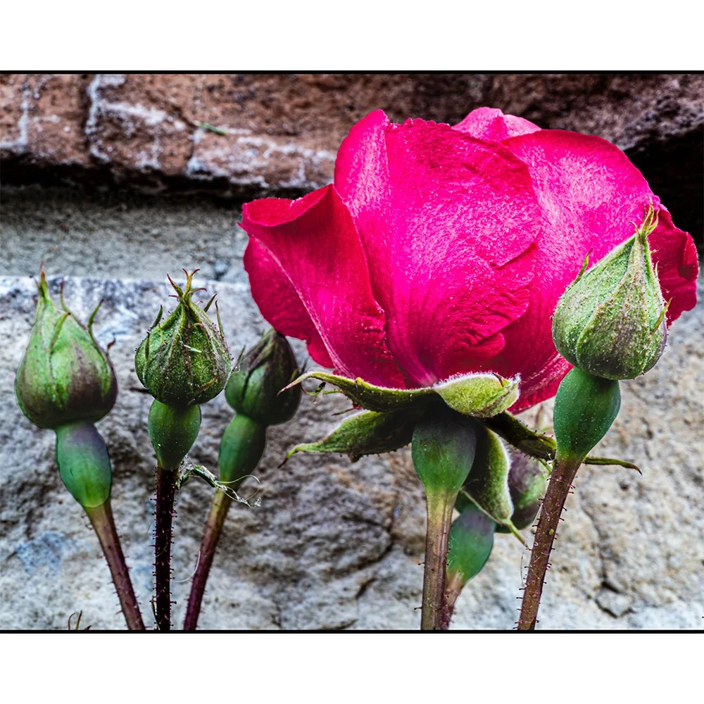 4x5 Rose Climber.jpg