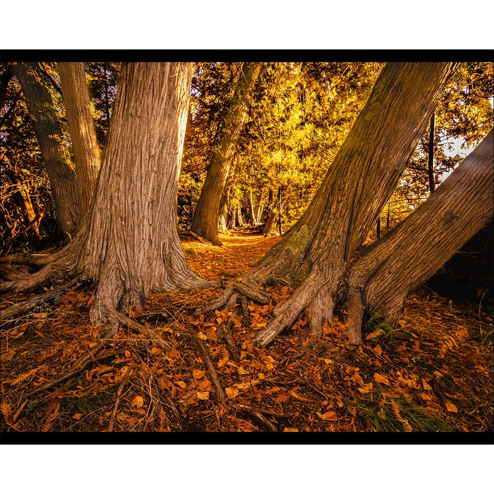4x5 Autumn On My Trail.jpg