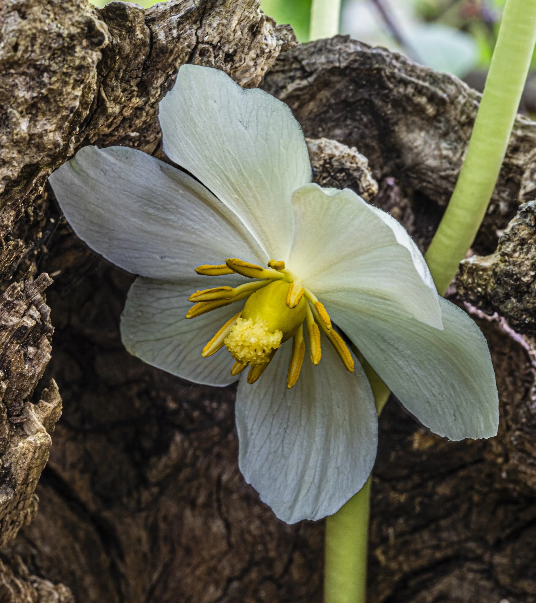 nordicbiker-square space.jpg-20.jpg