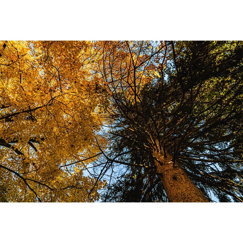2x3 Hardwood and Conifer.jpg