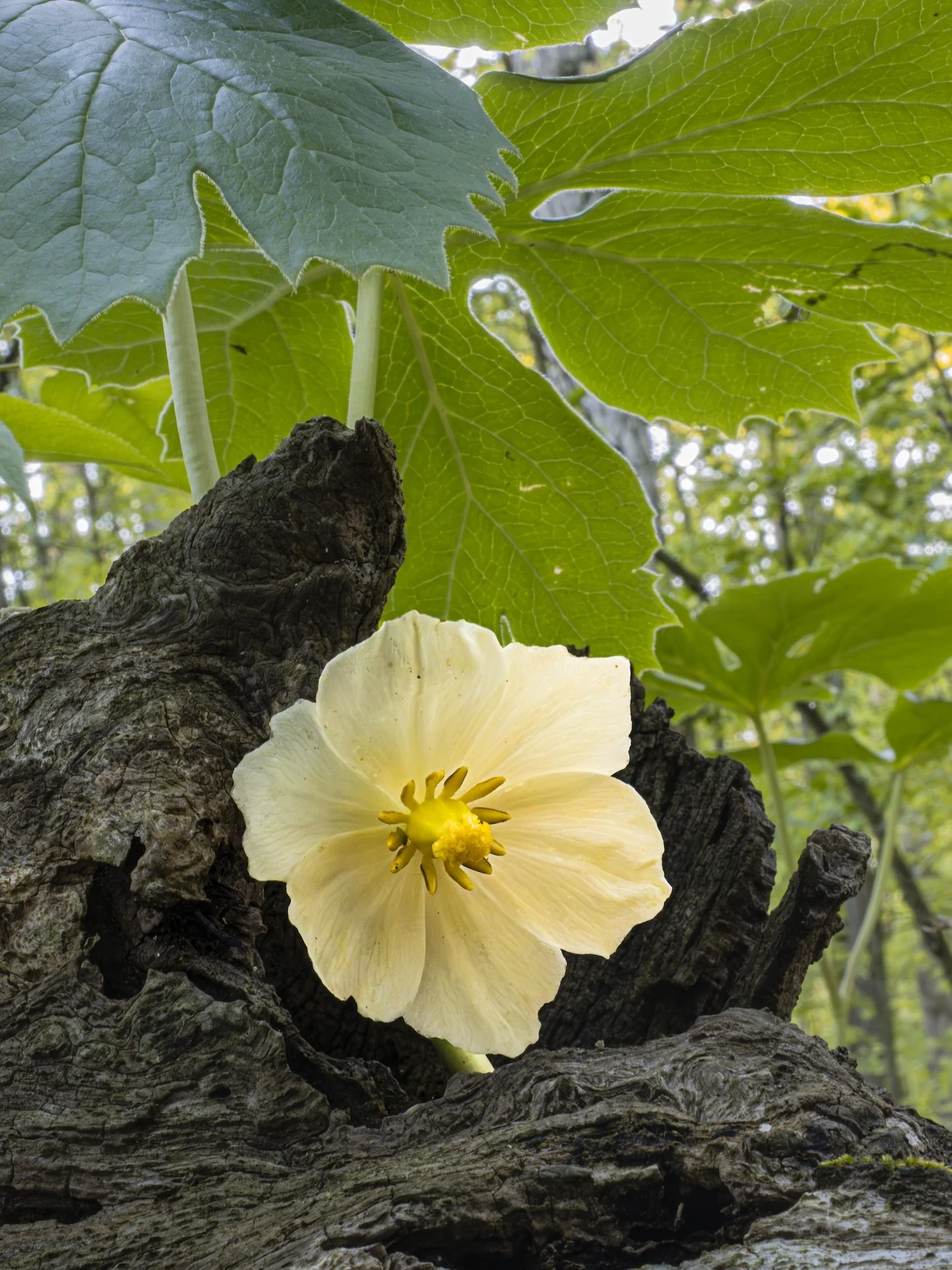 nordicbiker-square space.jpg-91.jpg