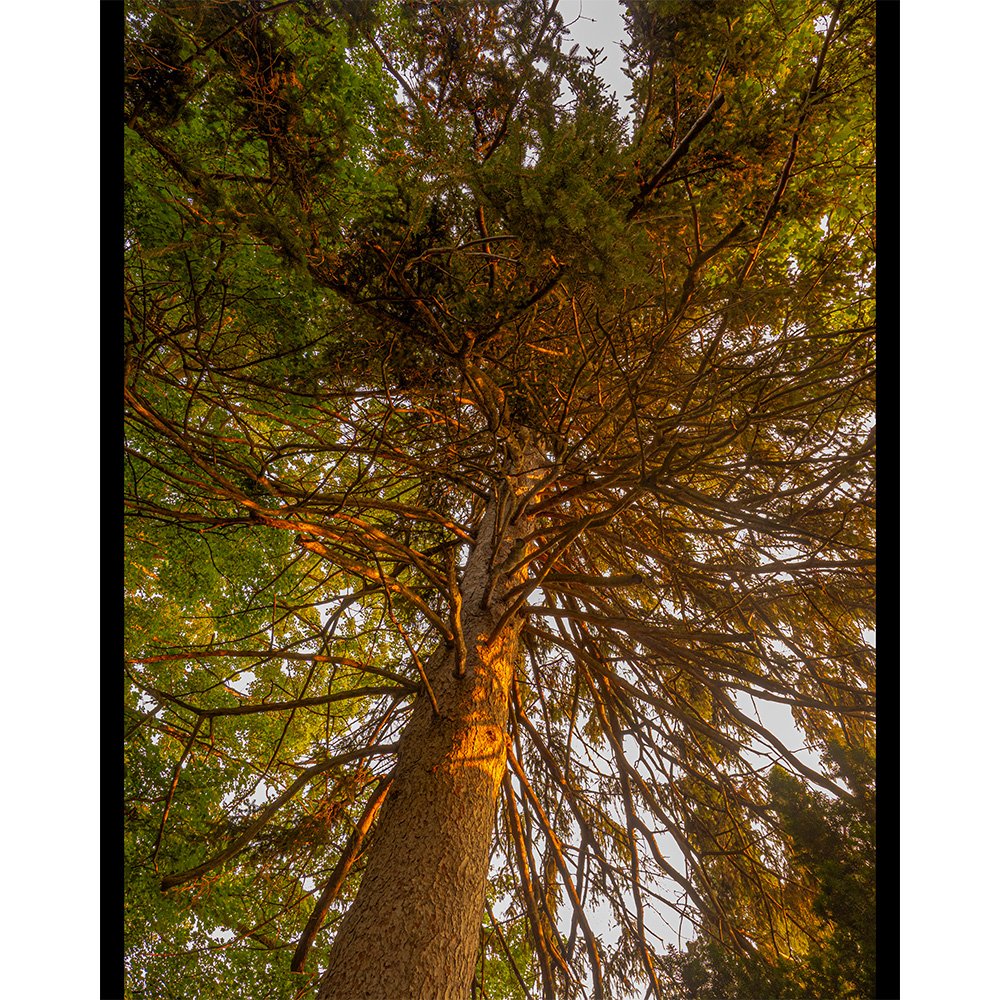 4x5 Reaching For The Light.jpg