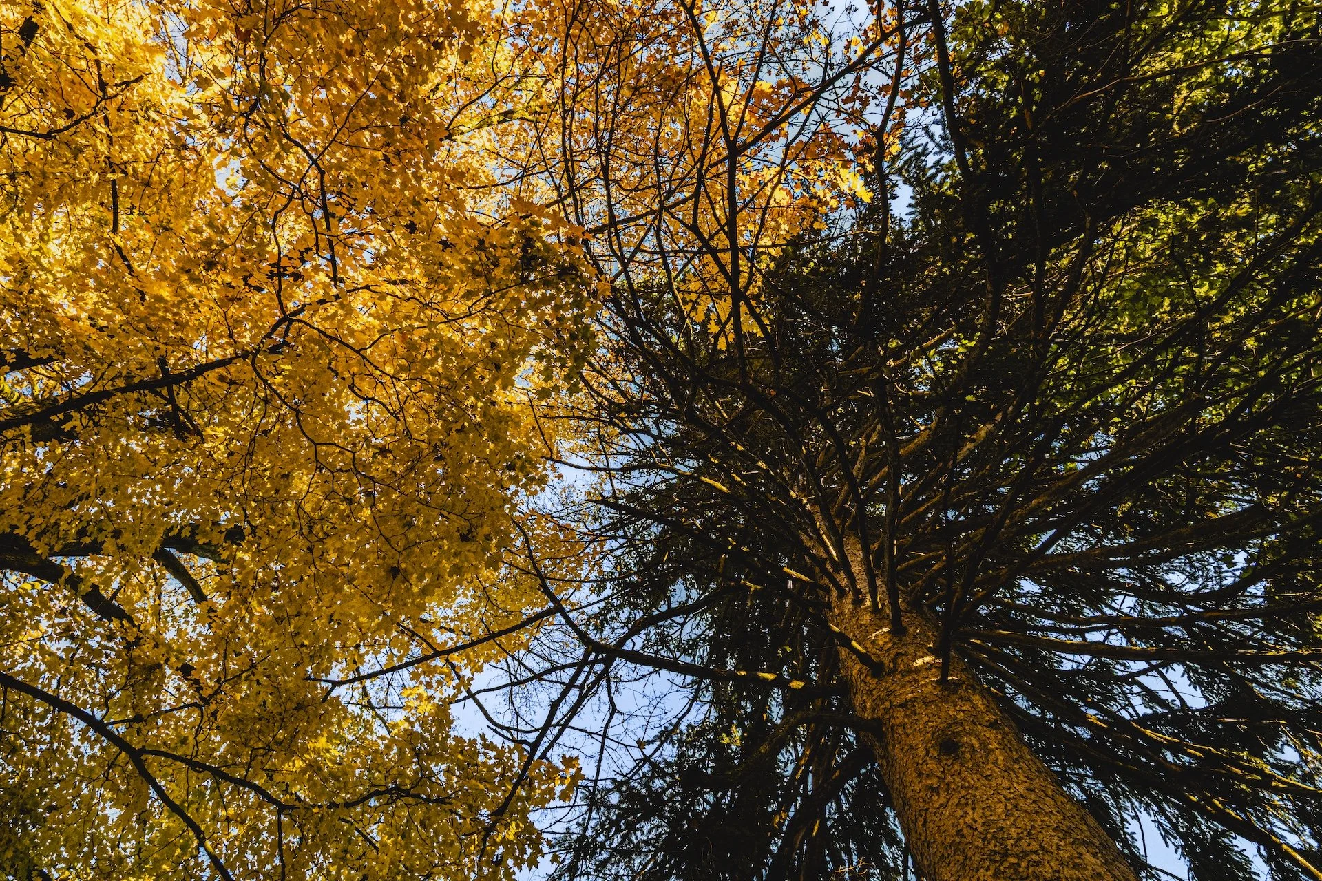 nordicbiker-square space.jpg-78.jpg