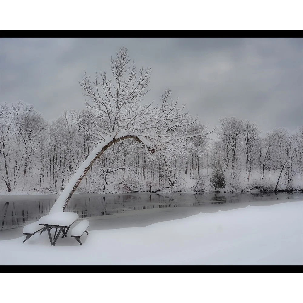 4x5 Trees Without Contrast.jpg