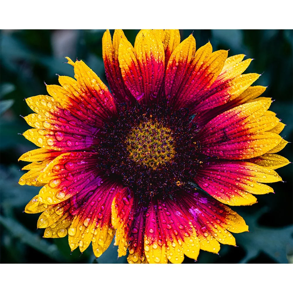 4x5 Dew Drop Gaillardia.jpg