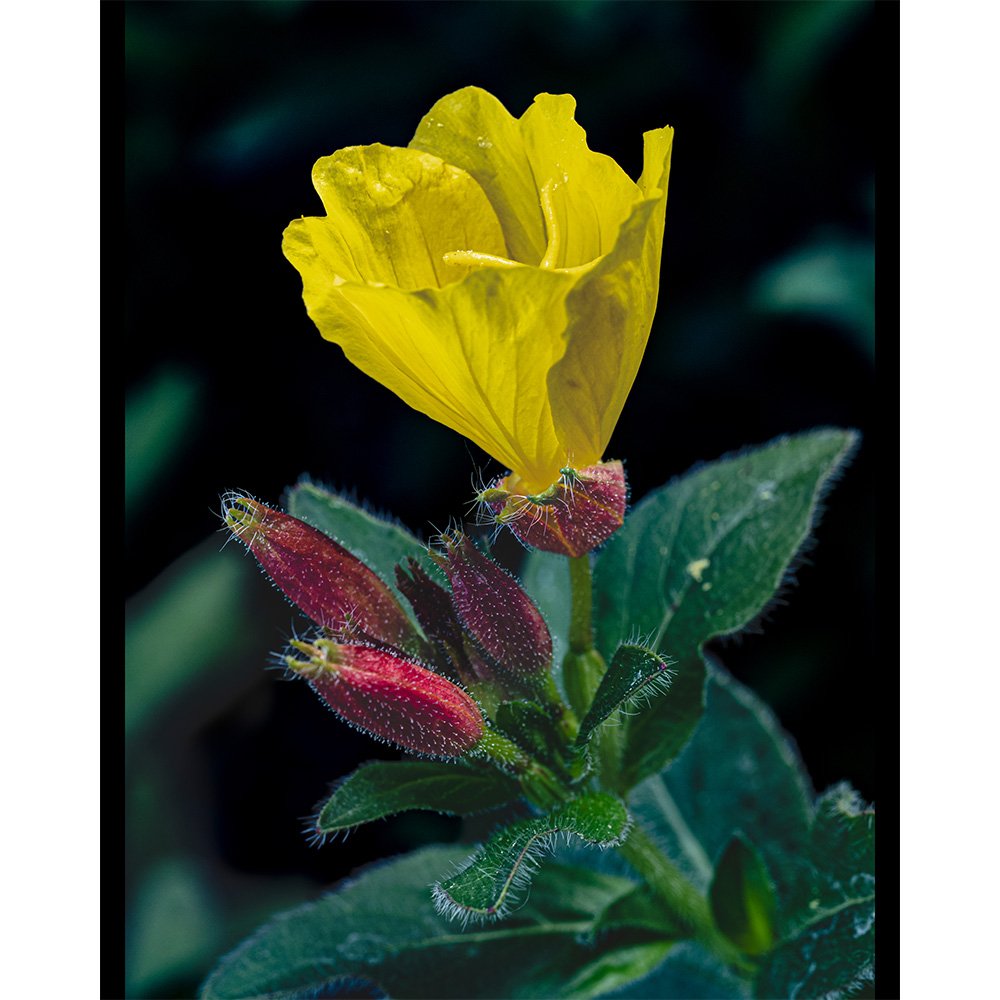4x5 Creeping Water Primrose.jpg