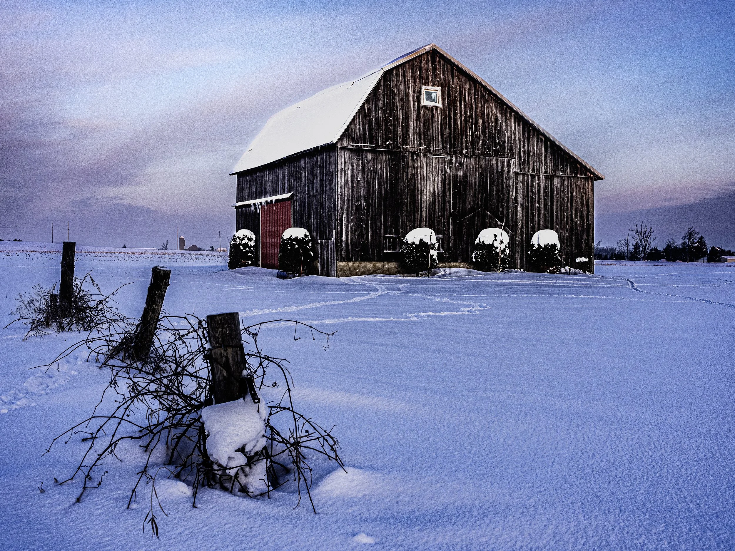 Tracks in the Snow