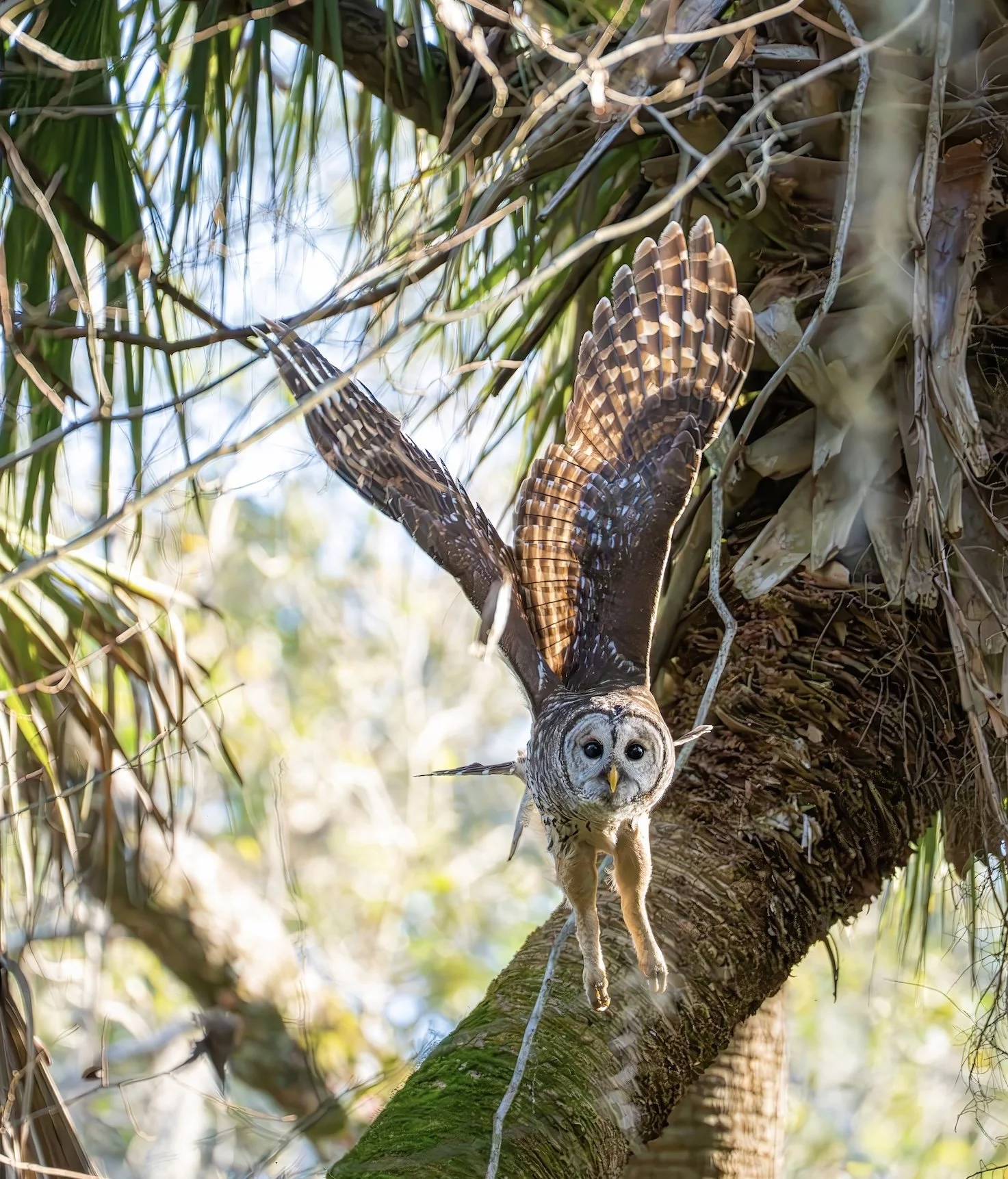 A Barred Owl takes flight from a tree branch in a jungle like environment.