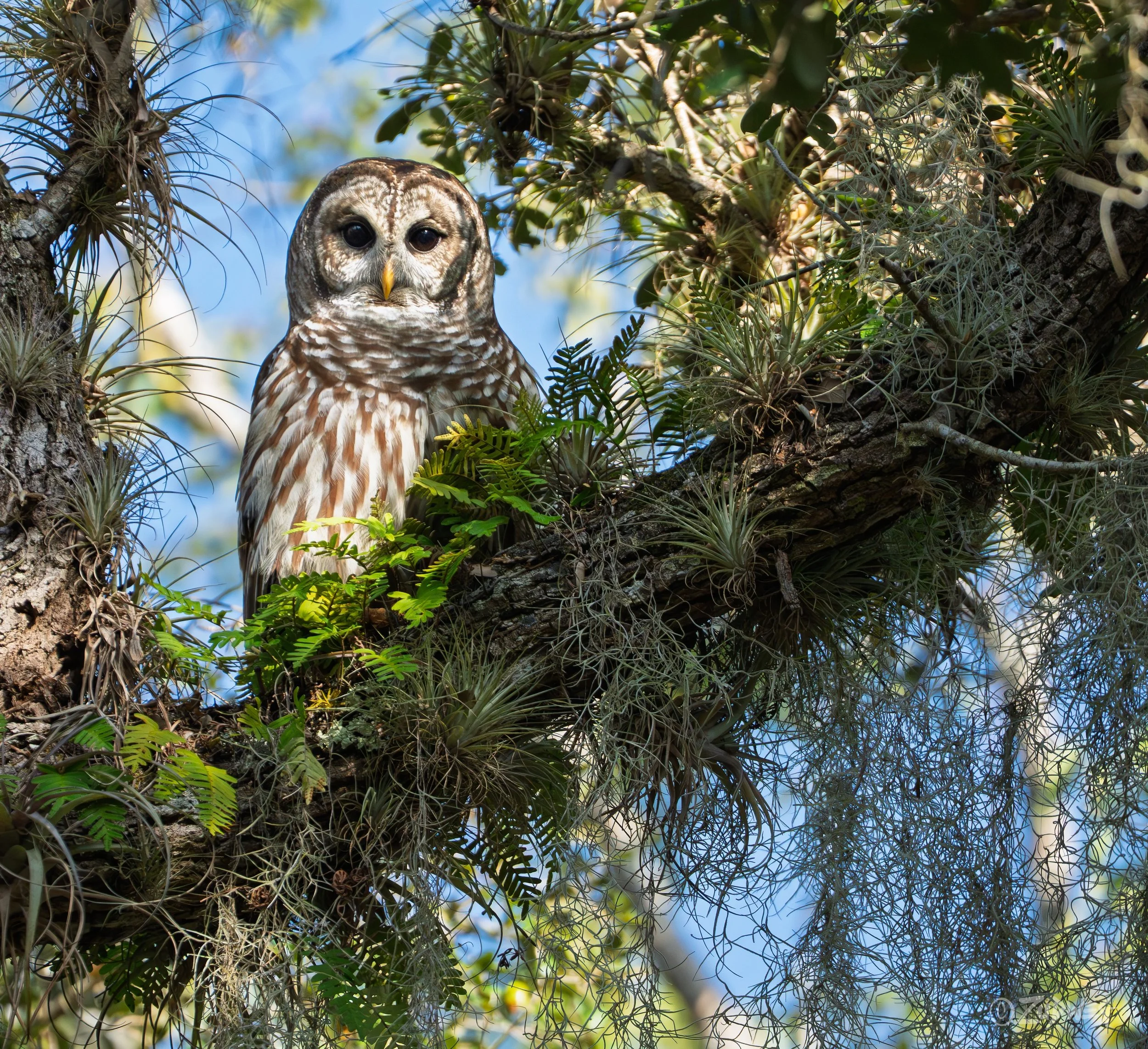 A Barred Owl perched on a tree branch amid green foliage and Spanish moss, against a blue sky background.