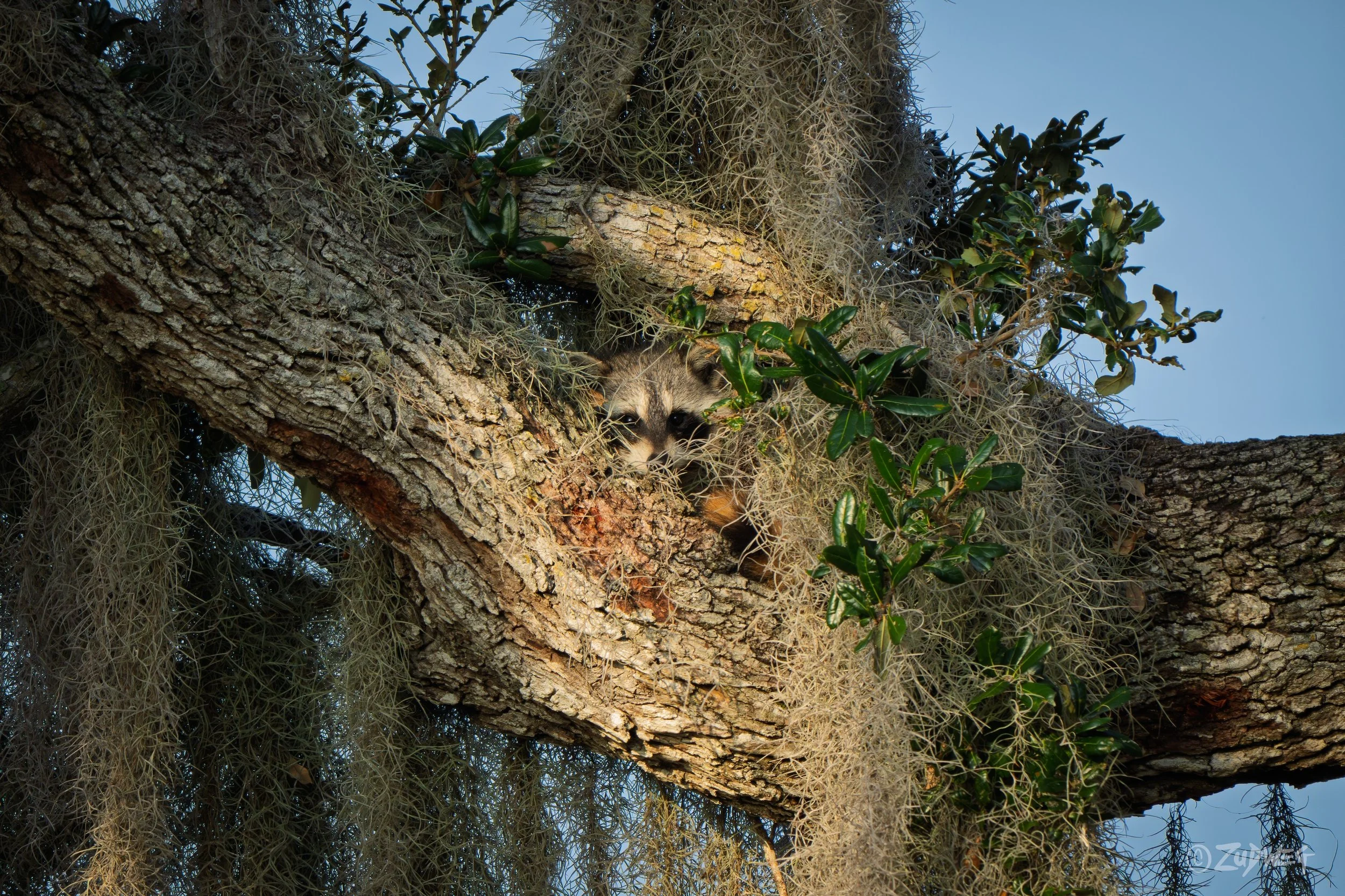 A raccoon peeking out from the branches and foliage of a tree with Spanish moss hanging down.