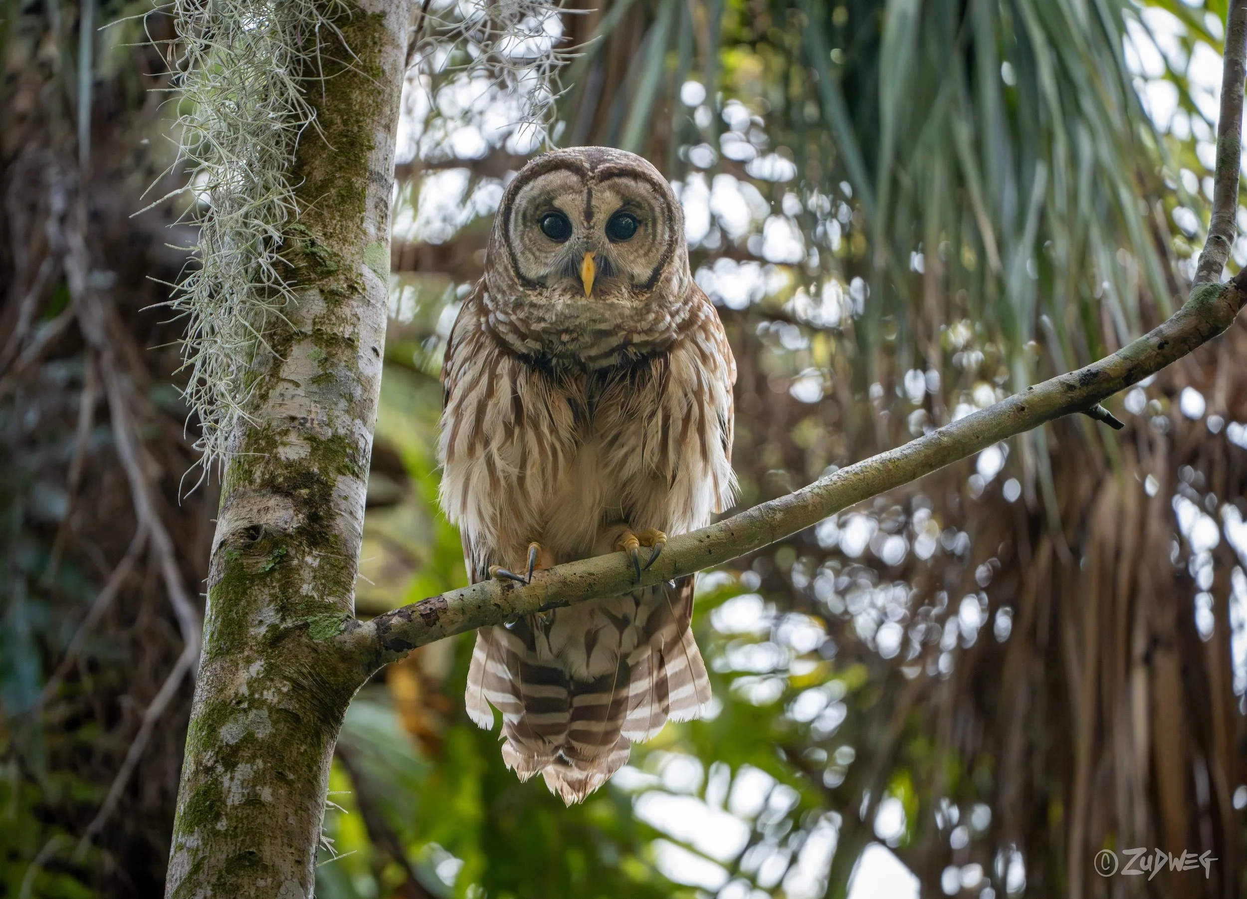 An owl perched on a tree branch in a forest setting, with green foliage and branches in the background.