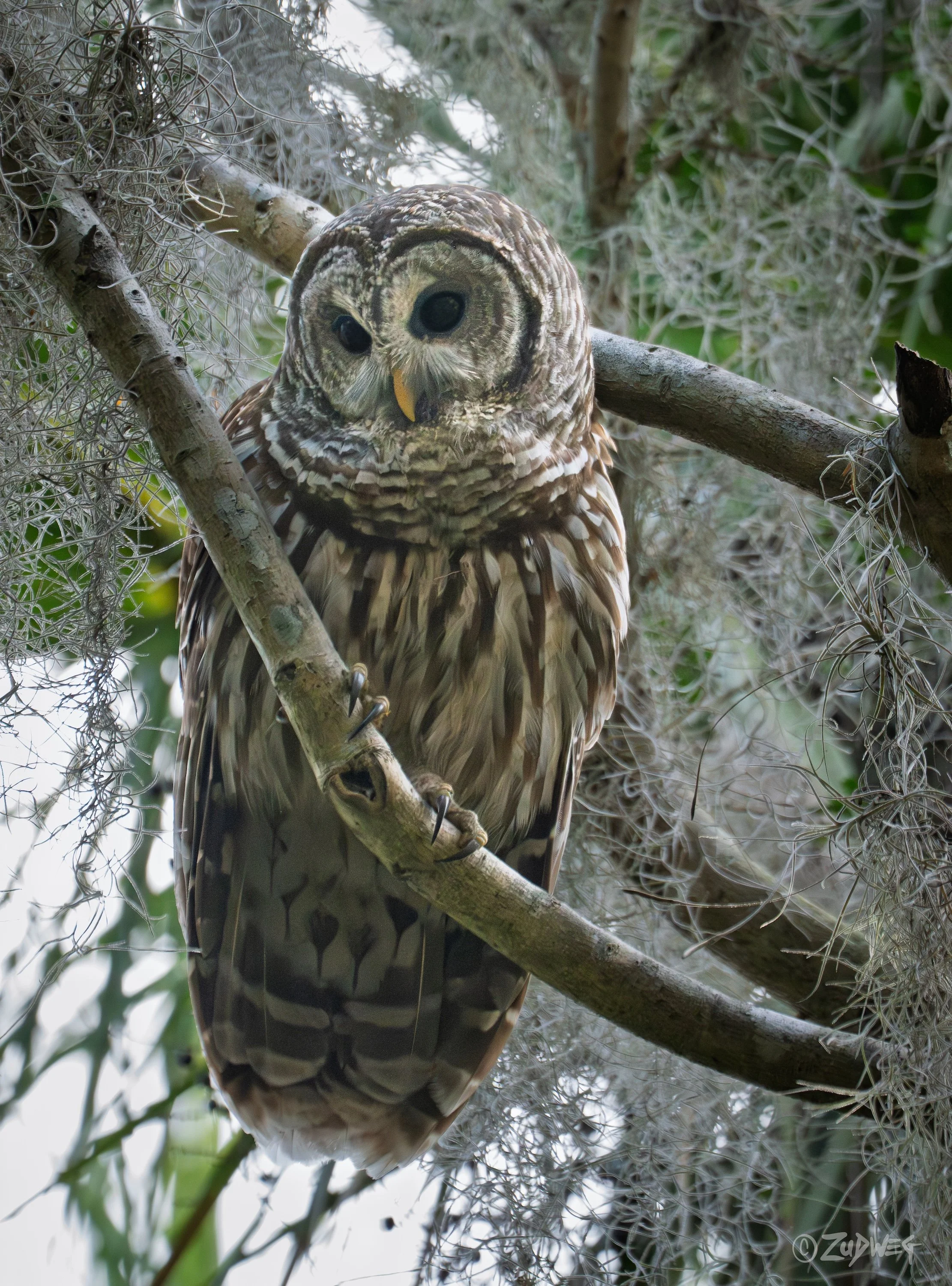 A detailed image of an owl perched on a tree branch in a natural, wooded environment.