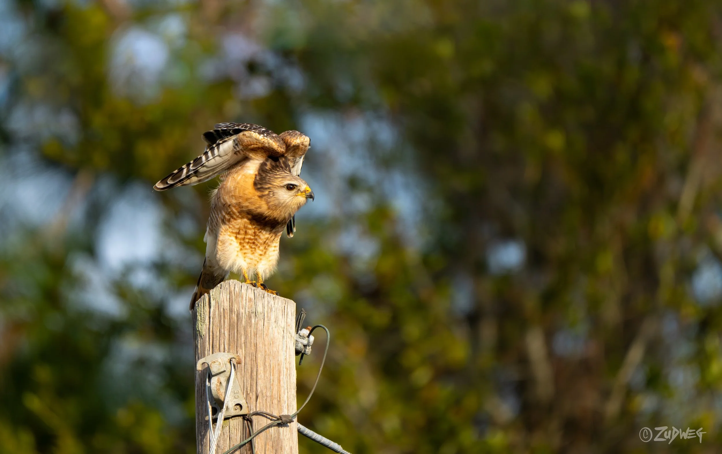 A hawk perched on a wooden utility pole with its wings partially extended, set against a blurred background of green trees.