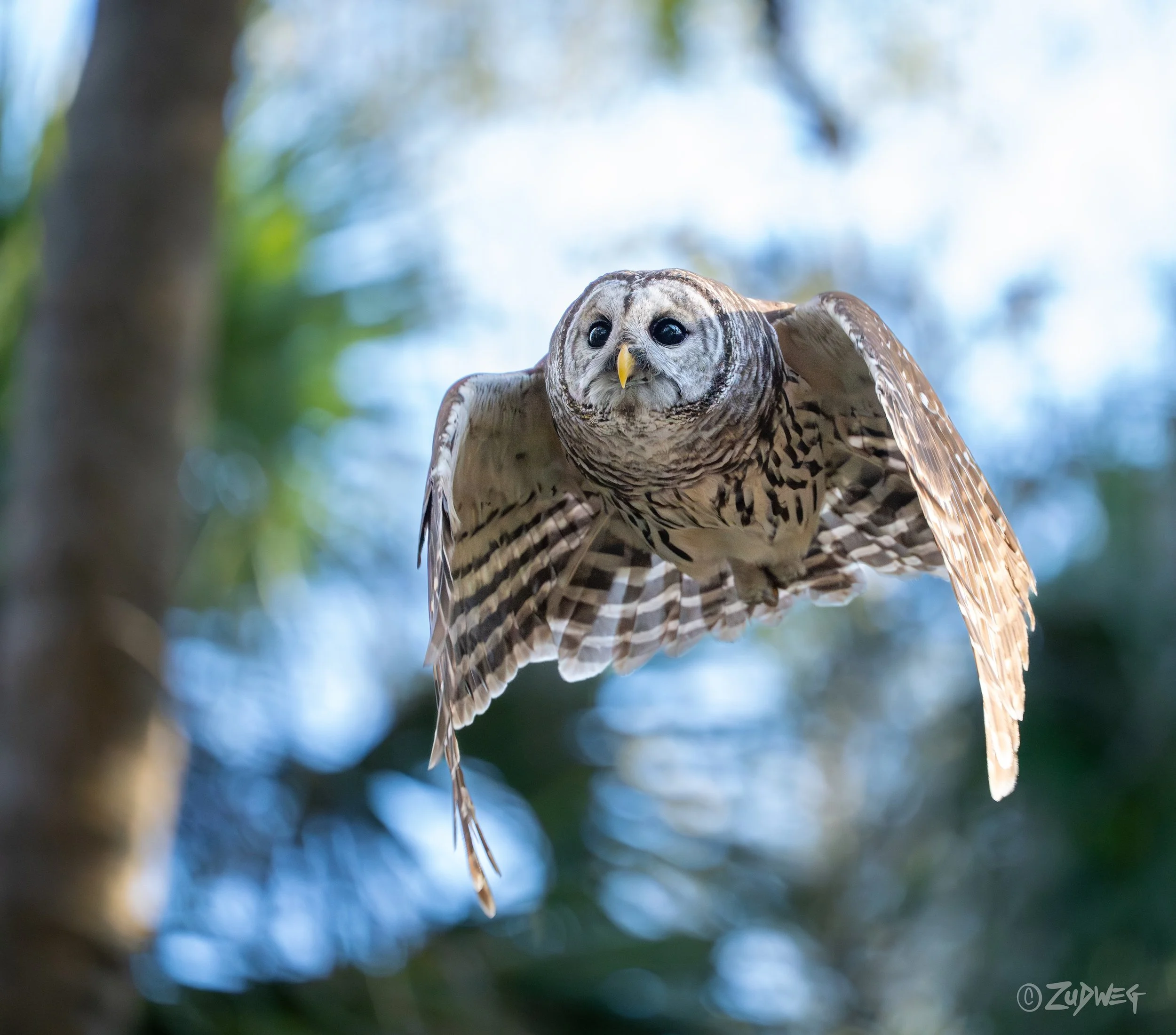 An owl in flight, set against a blurry background of trees and sky.