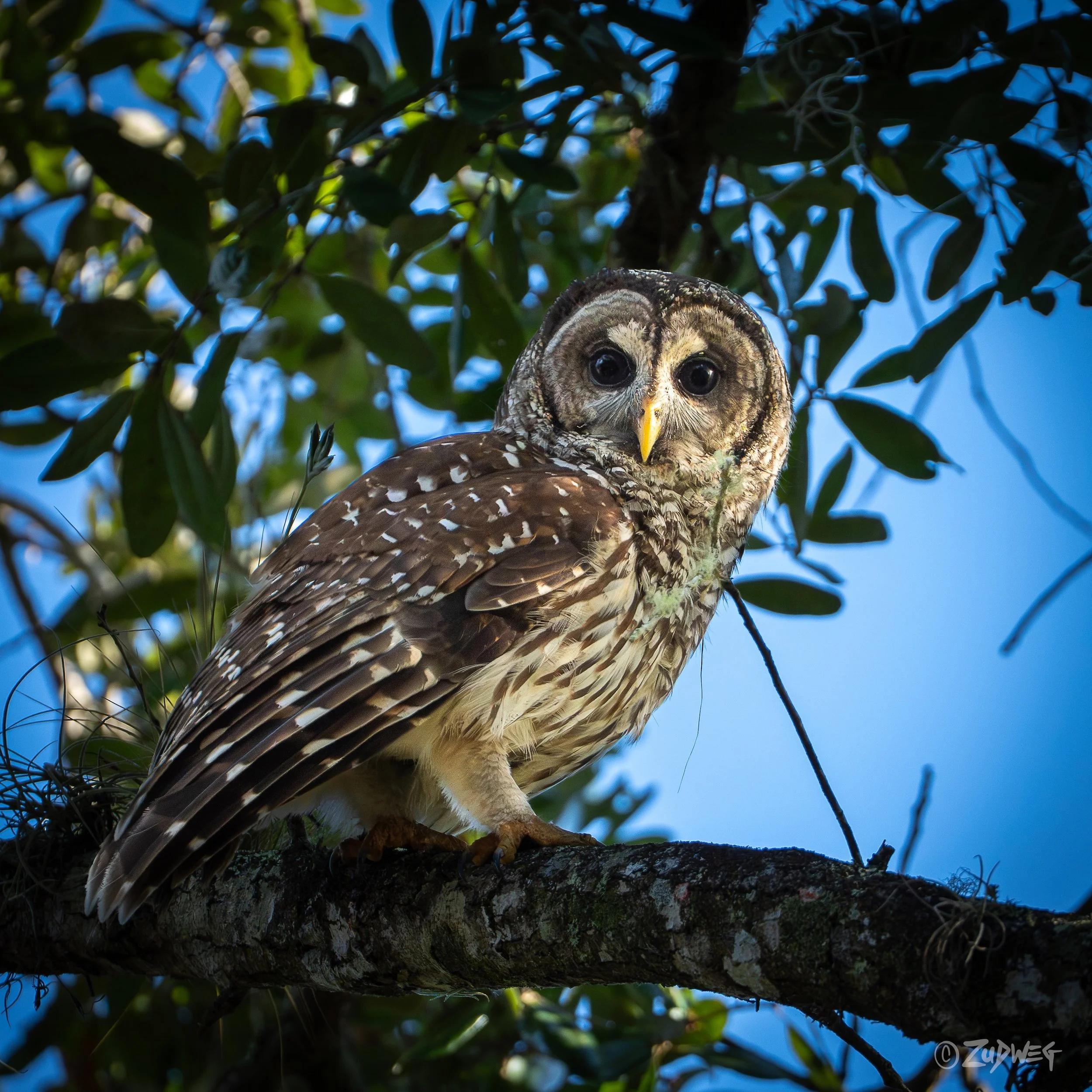 A detailed photo of a barred owl perched on a tree branch with leaves and a blue sky background from my Florida trip.