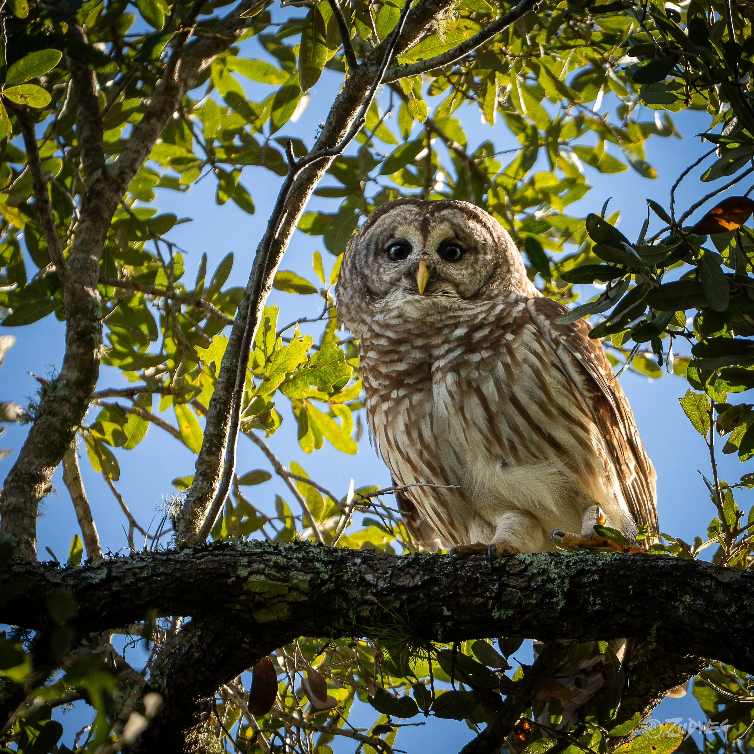 An owl perched on a tree branch surrounded by green leaves and blue sky.