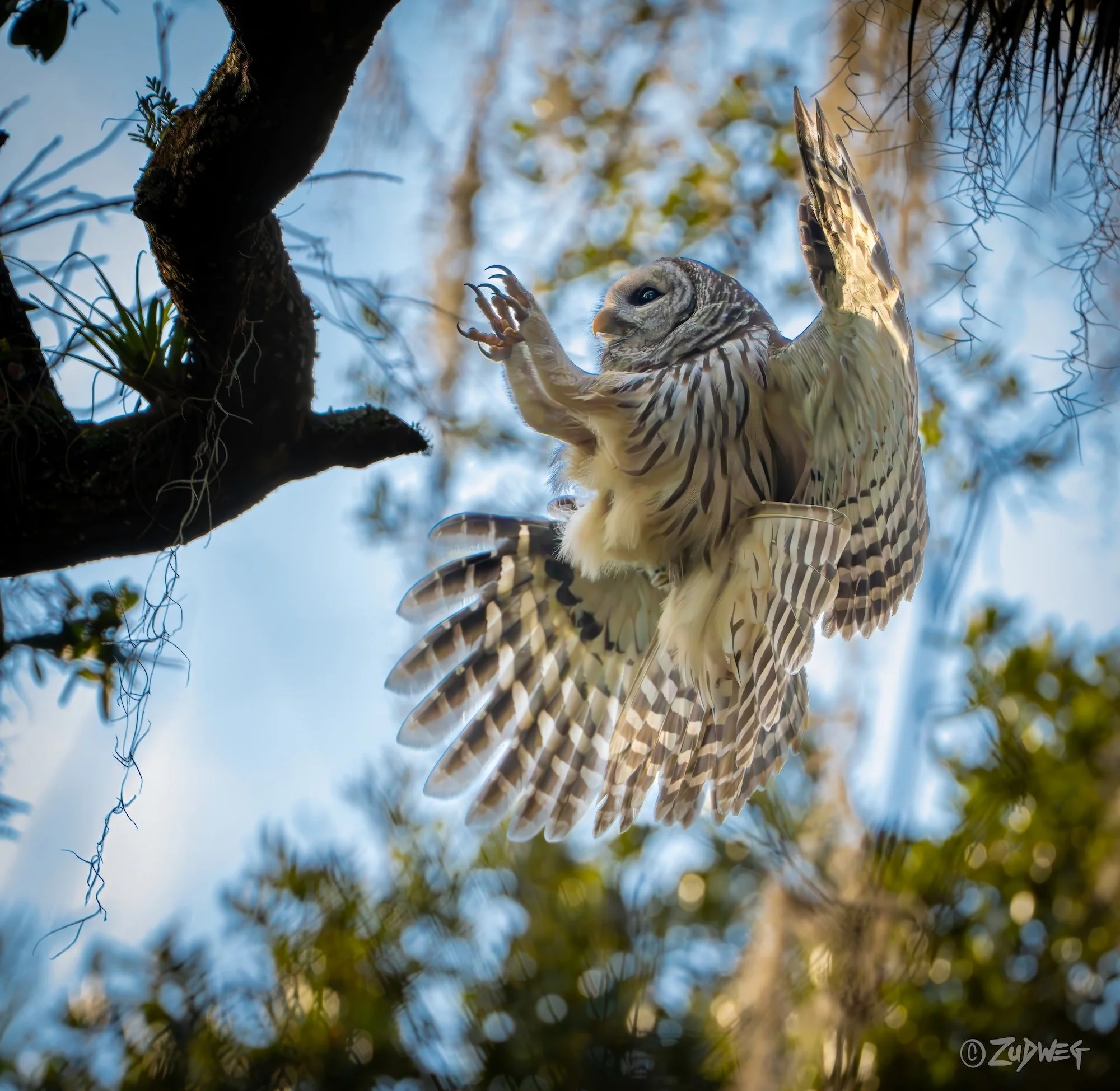 DSC07460-topaz-denoise-upscale-2x-2 copy.jpeg