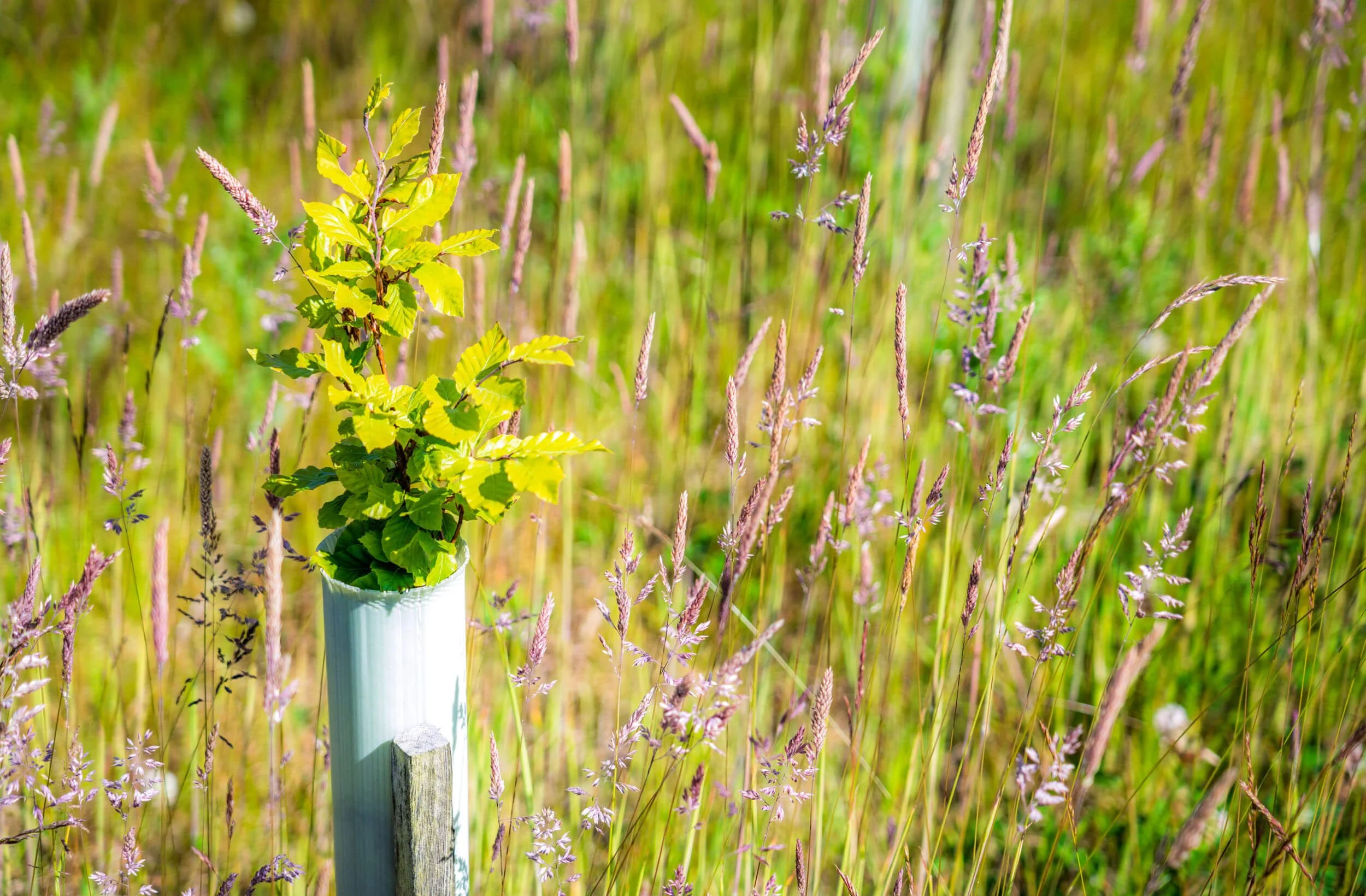 A small potted plant with yellow-green leaves placed on a white pipe in a grassy field with purple and green plants.